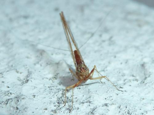 Cloeon dipterum